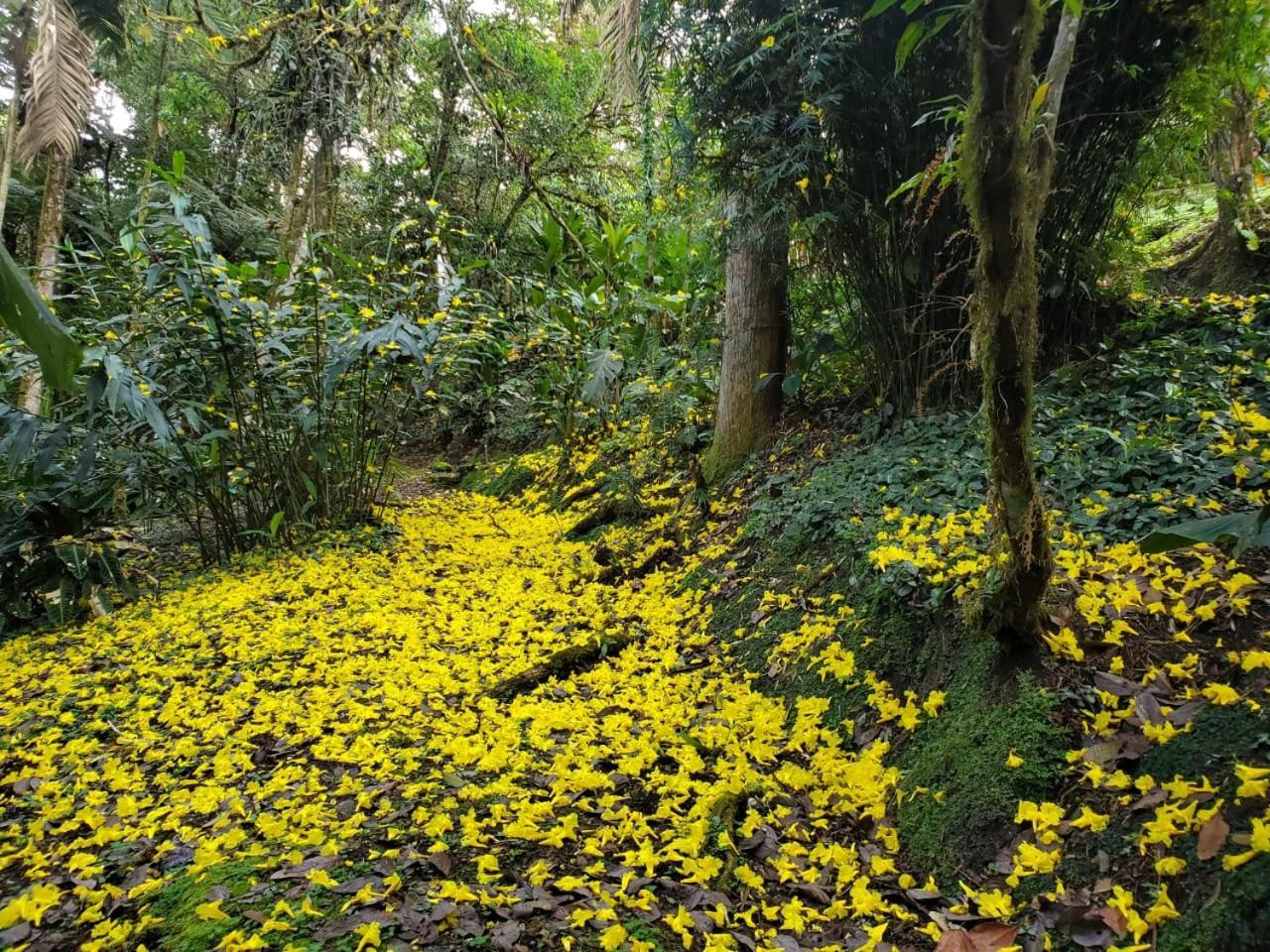 Estacion Biologica Las Cruces Y Jardin Botanico Wilson San Vito Bagian luar foto