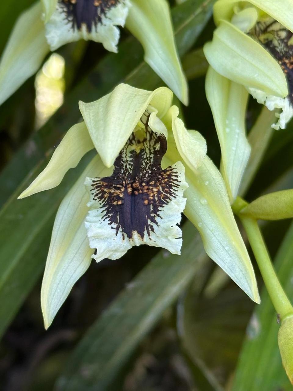 Estacion Biologica Las Cruces Y Jardin Botanico Wilson San Vito Bagian luar foto
