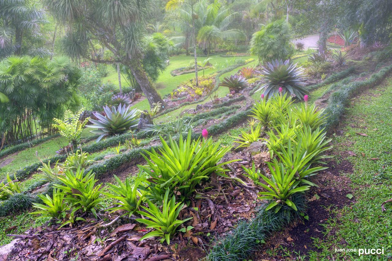 Estacion Biologica Las Cruces Y Jardin Botanico Wilson San Vito Bagian luar foto